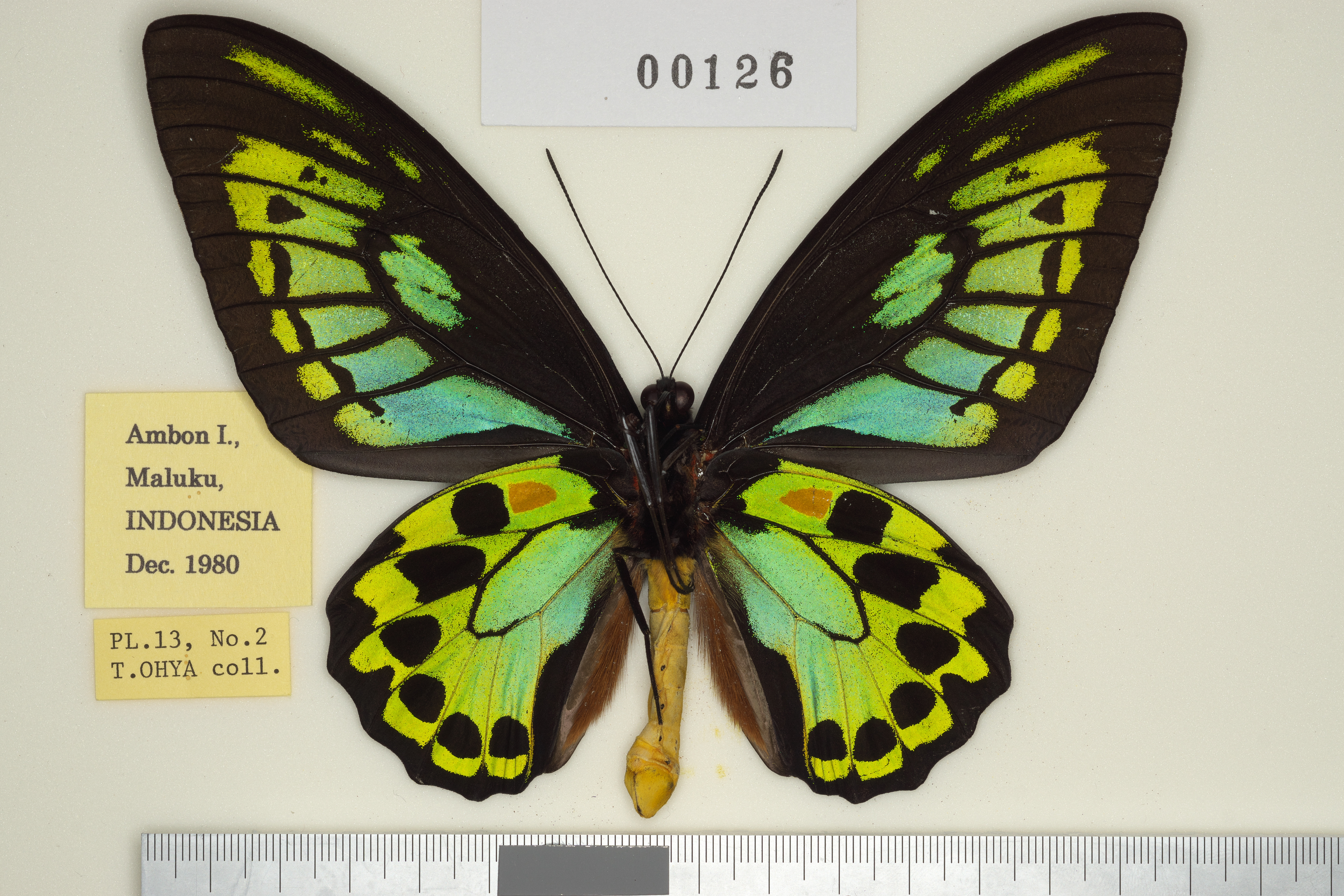 015-00126 | トリバネアゲハデジタル大図鑑（大屋崇コレクション）